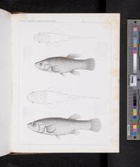 Go to image 1126.