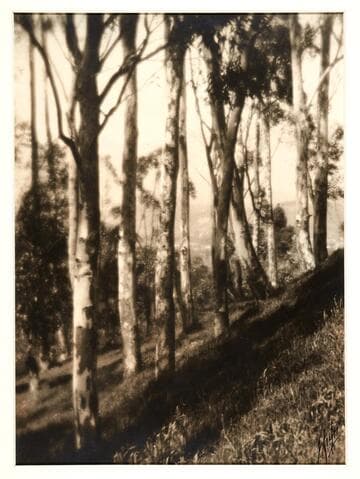 A Southern California hillside