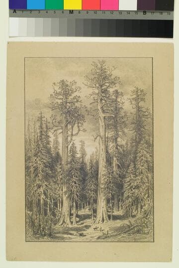 Big Trees - Mariposa Grove