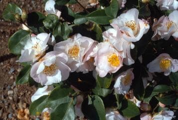 Go to image 4.
