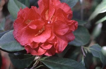 Camellia 'Harold L. Paige'
