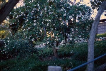 Camellia sasanqua 'Moon Moth'