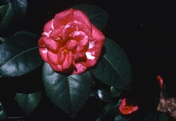 Camellia japonica 'Latifolia Variegated'