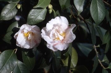 Camellia japonica 'Deborah Ann'