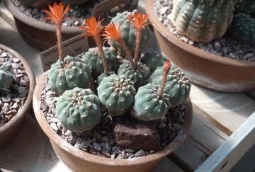 Matucana madisoniorum