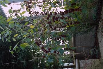 Callicarpa acuminata