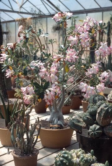 Adenium obesum ssp. obesum