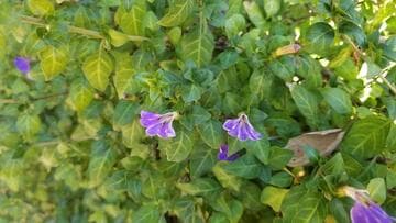 Sclerochiton harveyanus