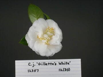 Camellia japonica 'Gillette's White'