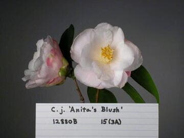 Camellia japonica 'Anita's Blush'