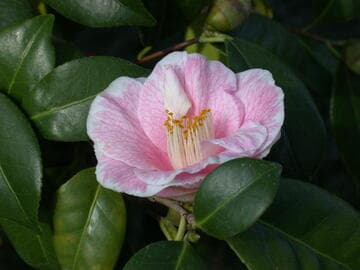 Camellia japonica 'Lois Hill'