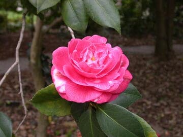 Camellia japonica 'Princess Anne'
