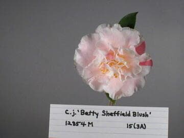 Camellia japonica 'Betty Sheffield Blush'