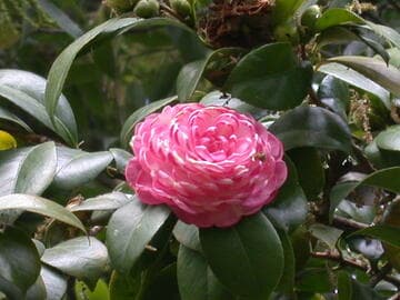Camellia japonica 'Cup of Beauty'