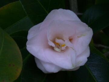 Camellia japonica sdlg.