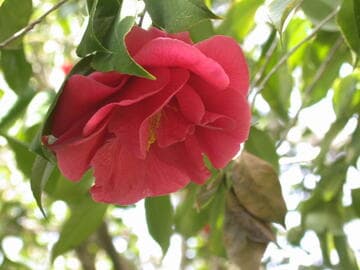 Camellia japonica 'Princess Lavender'