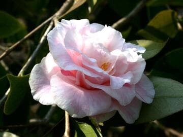 Camellia japonica 'Betty Sheffield Blush'