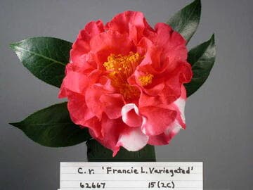 Camellia 'Francie L. Variegated'