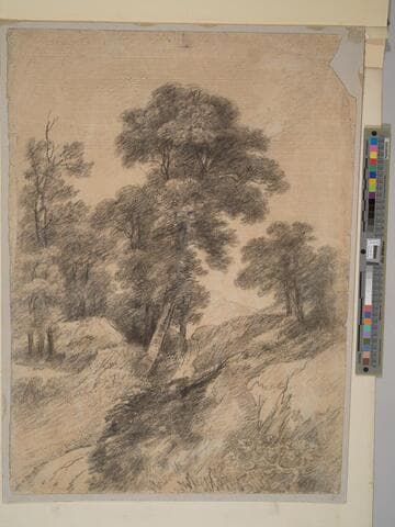 Hilly Track Through Trees