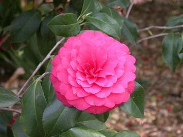 Camellia japonica 'C. M. Hovey'