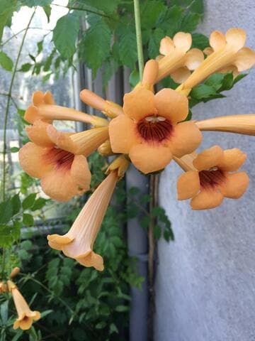 Campsis radicans 'Judy'