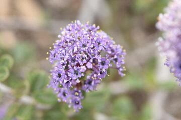 Ceanothus maritimus 'Valley Violet'