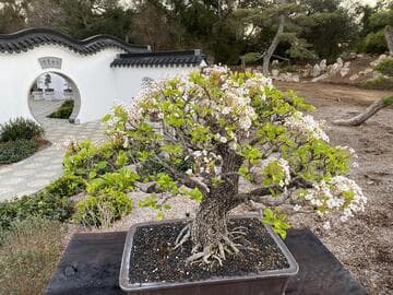 Pyrus calleryana