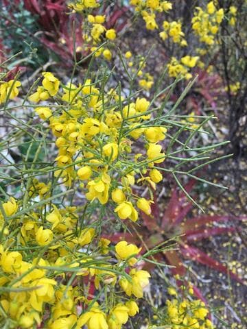 Cassia nemophila var. nemophila