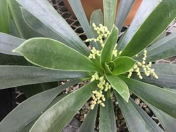 Sarcopilea domingensis