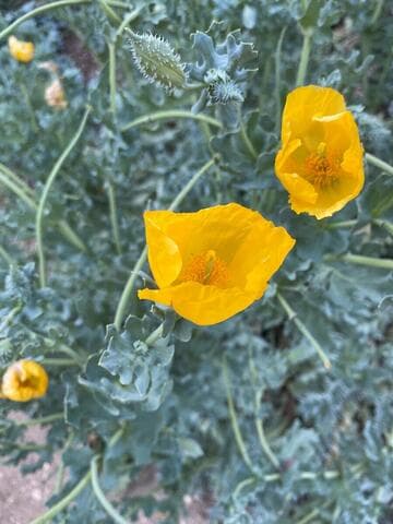 Glaucium flavum