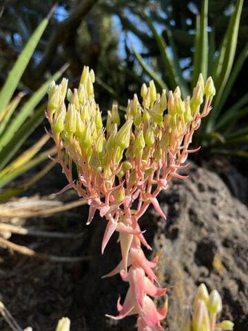 Dudleya brittonii