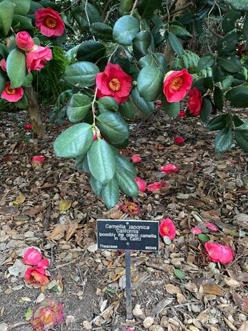 Camellia japonica 'California'