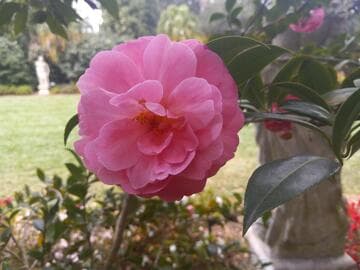 Camellia x williamsii 'Garden Glory'