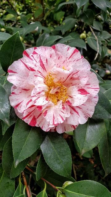 Camellia japonica 'Finlandia Variegated'