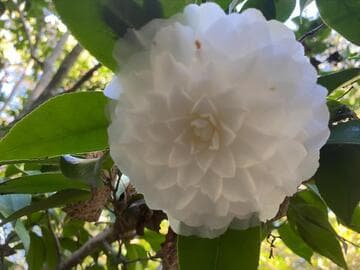 Camellia japonica 'Margarete Hertrich'