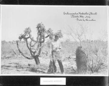 Echinocactus hertrichii in its native habitat