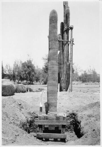 Cephalocereus polyophus, 1925