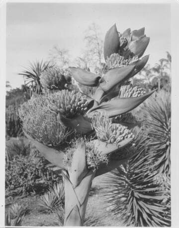 Agave goldmaniana