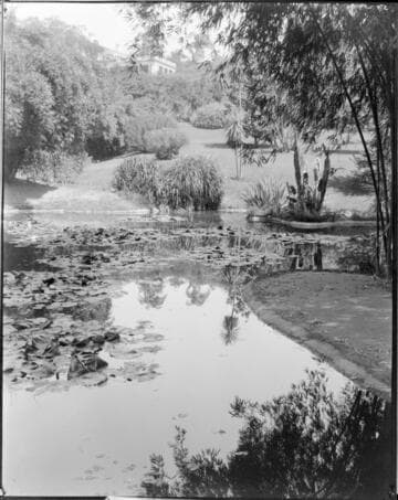 Lily ponds, circa 1920